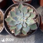 Echeveria Riga - Image 2