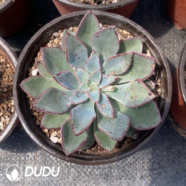 Echeveria Riga - Image 2