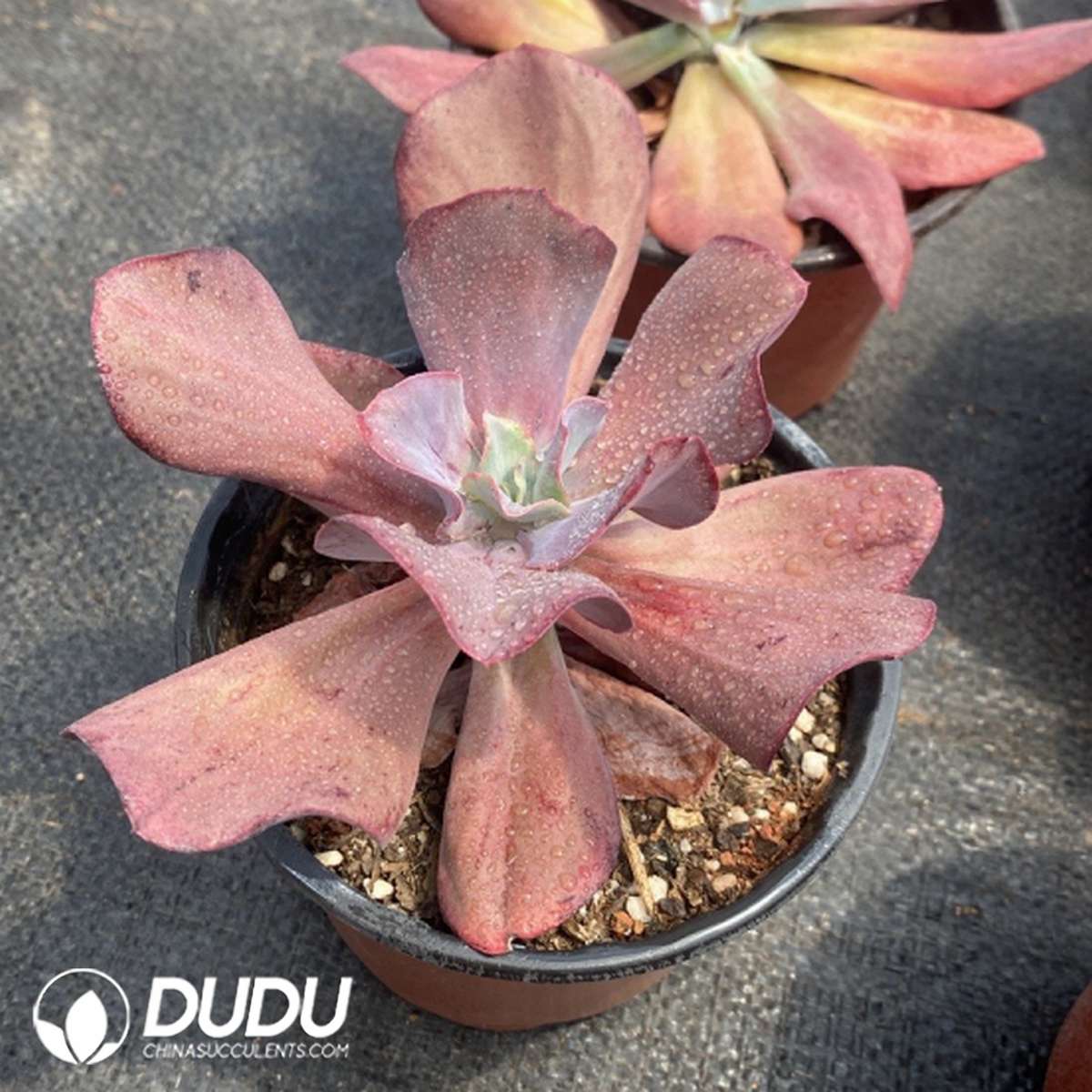 09757D120201.jpg Echeveria Red Diamond - Image 1