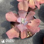 Echeveria Red Diamond - Image 2