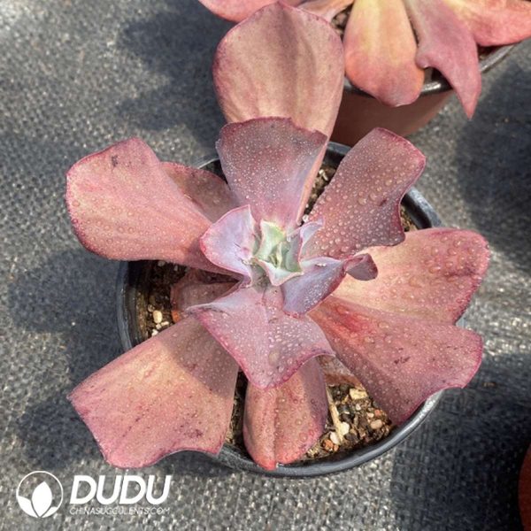 Echeveria Red Diamond - Image 2