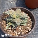 Ariocarpus retusus ‘Cauliflower’