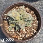 Ariocarpus retusus ‘Cauliflower’ - Image 2