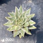 Echeveria Agavoides Lem Variegated