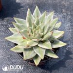 Echeveria Agavoides Lem Variegated - Image 2