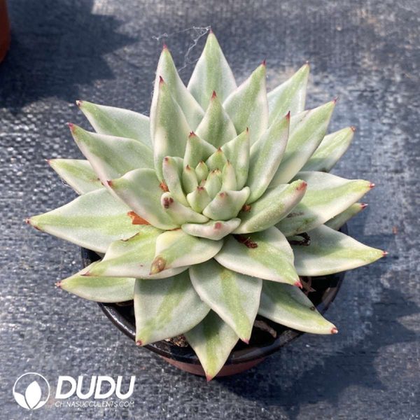 Echeveria Agavoides Lem Variegated - Image 2