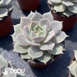 Echeveria Lola