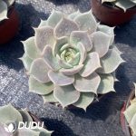 Echeveria Lola - Image 2