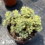 Cotyledon Xiantong Clustering