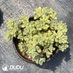 Cotyledon Xiantong Clustering - Image 2