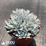 Echeveria Lanniao Clustering