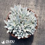 Echeveria Lanniao Clustering - Image 2