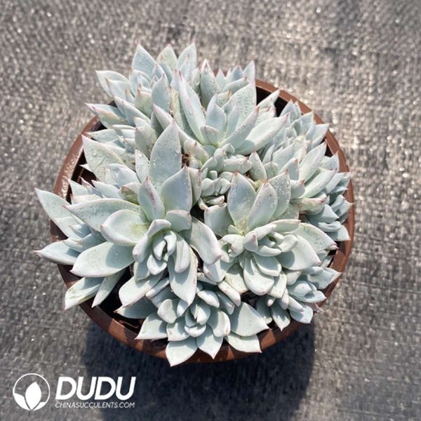 Echeveria Lanniao Clustering - Image 2