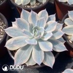 Echeveria subsessilis variegated