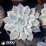 Echeveria subsessilis variegated - Image 2