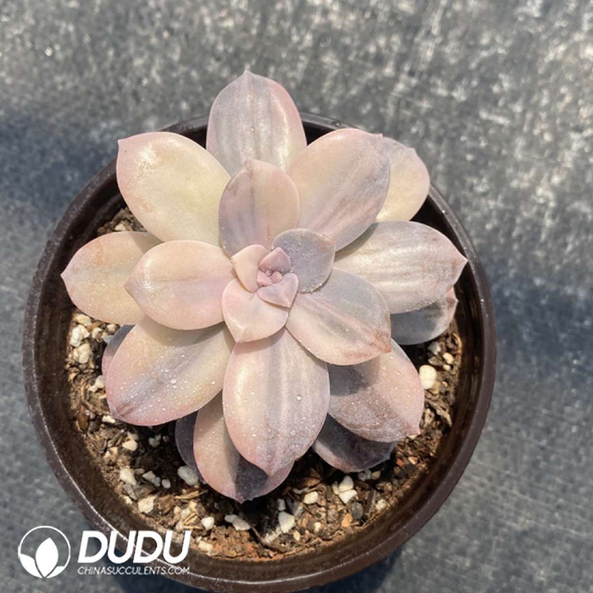 09764D120201.jpg Graptopetalum Superbum Variegated - Image 1
