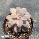Graptopetalum Superbum Variegated - Image 2