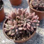 Echeveria Peach Blossom Cristata