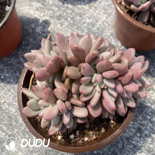 Echeveria Peach Blossom Cristata - Image 2