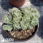 Echeveria Star Natha Cristata