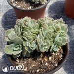 Echeveria Star Natha Cristata - Image 2