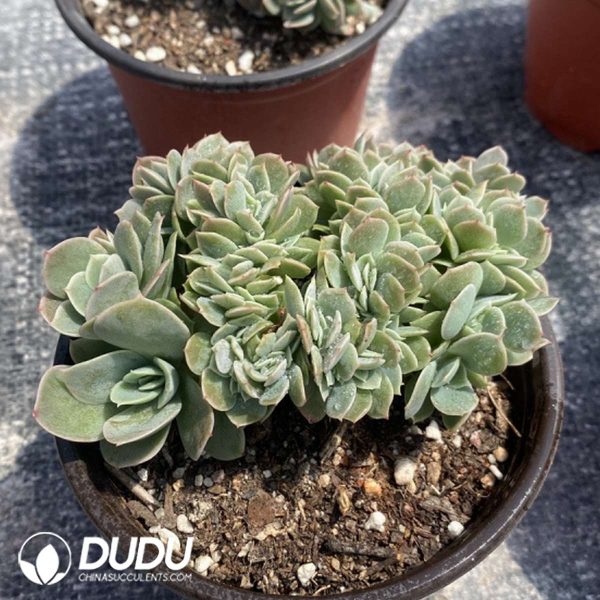 Echeveria Star Natha Cristata - Image 2