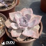 Graptoveria Mrs Richards