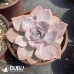 Graptoveria Mrs Richards - Image 2