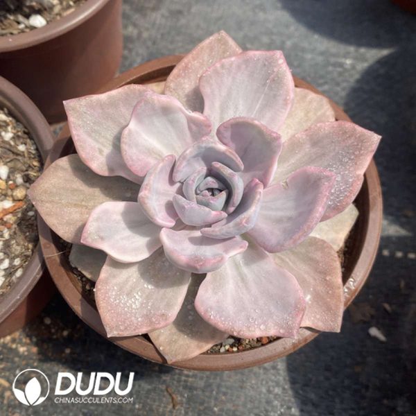 Graptoveria Mrs Richards - Image 2