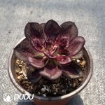 Echeveria Nodulosa