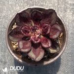 Echeveria Nodulosa - Image 2