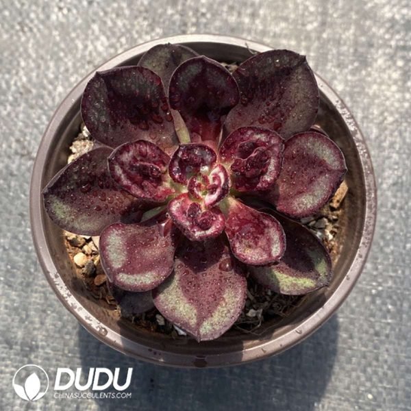 Echeveria Nodulosa - Image 2