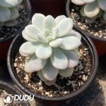 Sedum Ruby Ball Variegated