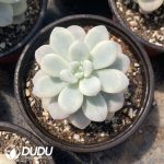 Sedum Ruby Ball Variegated - Image 2