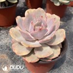 Echeveria Snow White Monstruosa