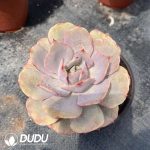 Echeveria Snow White Monstruosa - Image 2