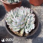 Echeveria Violet Queen Clustering