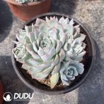 Echeveria Violet Queen Clustering - Image 2