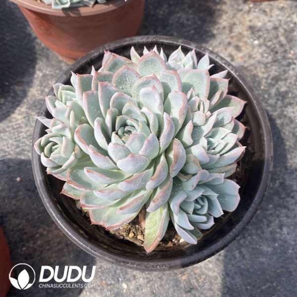 Echeveria Violet Queen Clustering - Image 2