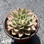 Echeveria Hami Melon Hybrid