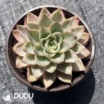 Echeveria Hami Melon Hybrid - Image 2