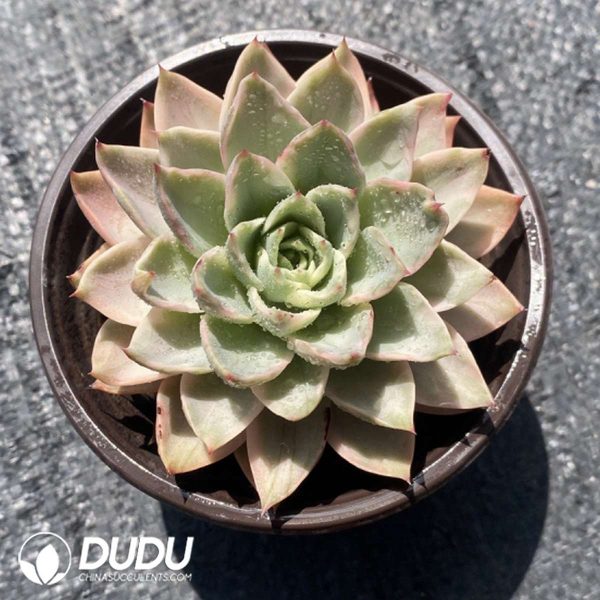 Echeveria Hami Melon Hybrid - Image 2