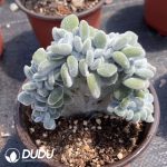 Echeveria Snow Blush Cristata