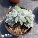 Echeveria Snow Blush Cristata - Image 2