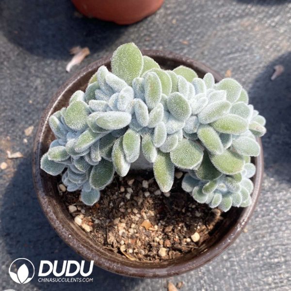 Echeveria Snow Blush Cristata - Image 2