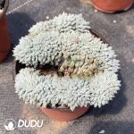 Echeveria Qingzhulian Cristata