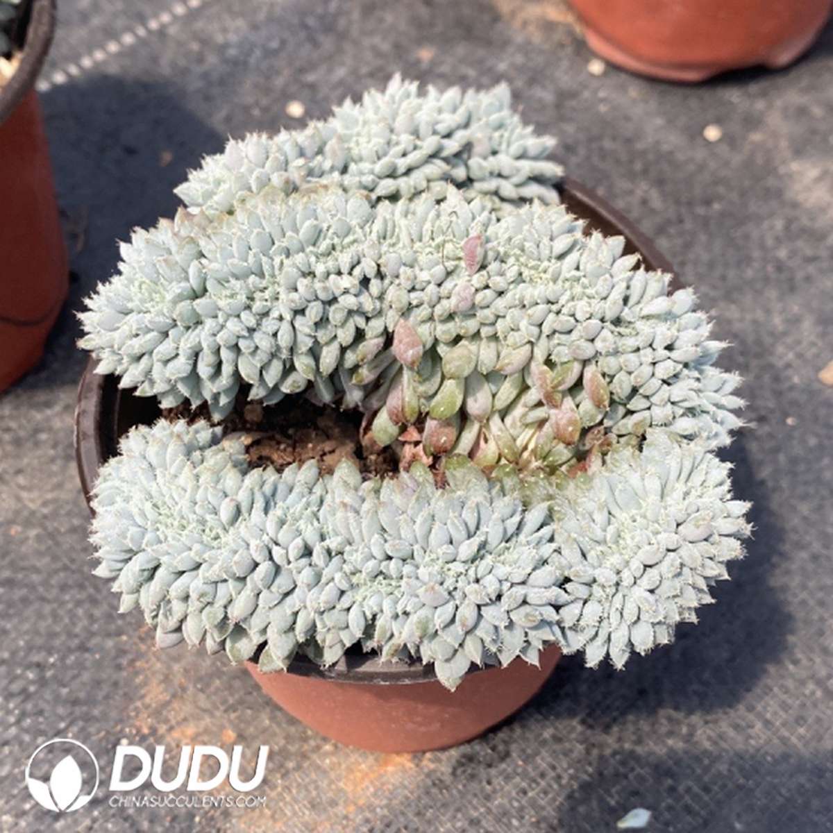 09774D110201.jpg Echeveria Qingzhulian Cristata - Image 1