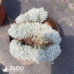 Echeveria Qingzhulian Cristata - Image 2