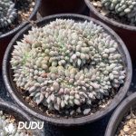 Echeveria Jigglypuff Cristata