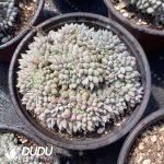 Echeveria Jigglypuff Cristata - Image 2